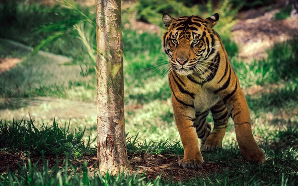 Tigri