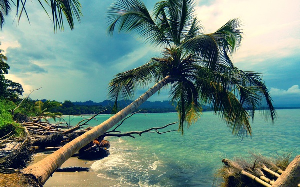 Pokok kelapa sawit